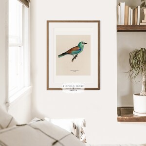 Pode incluir: Uma ilustra&ccedil;&atilde;o vintage de um p&aacute;ssaro azul e marrom com uma cauda longa, empoleirado em um galho. A ilustra&ccedil;&atilde;o &eacute; emoldurada em uma moldura de madeira marrom e tem o texto "PICCOLO FIORE PRINTS" na parte inferior.