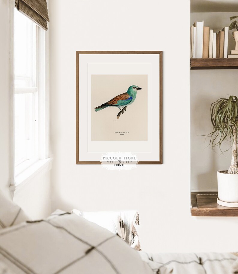 Pode incluir: Uma ilustra&ccedil;&atilde;o vintage de um p&aacute;ssaro azul e marrom com uma cauda longa, empoleirado em um galho. A ilustra&ccedil;&atilde;o &eacute; emoldurada em uma moldura de madeira marrom e tem o texto "PICCOLO FIORE PRINTS" na parte inferior.