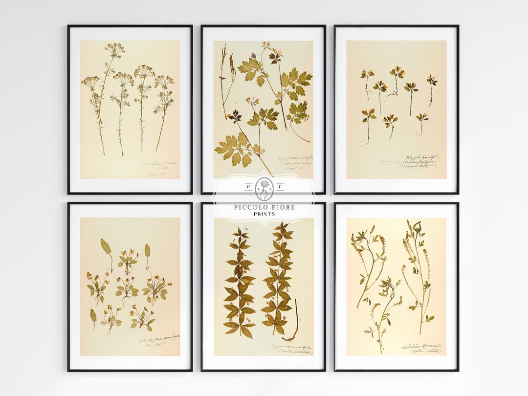 Pressed Flower Wall Art Vintage Dried Pressed Flower Art Etsy