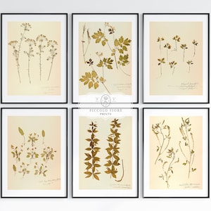 Pressed Flower Wall Art | Vintage Dried Pressed Flower Art Prints | Antique Affordable Printable Art | 6 Prints | DIGITAL DOWNLOAD | B6-1