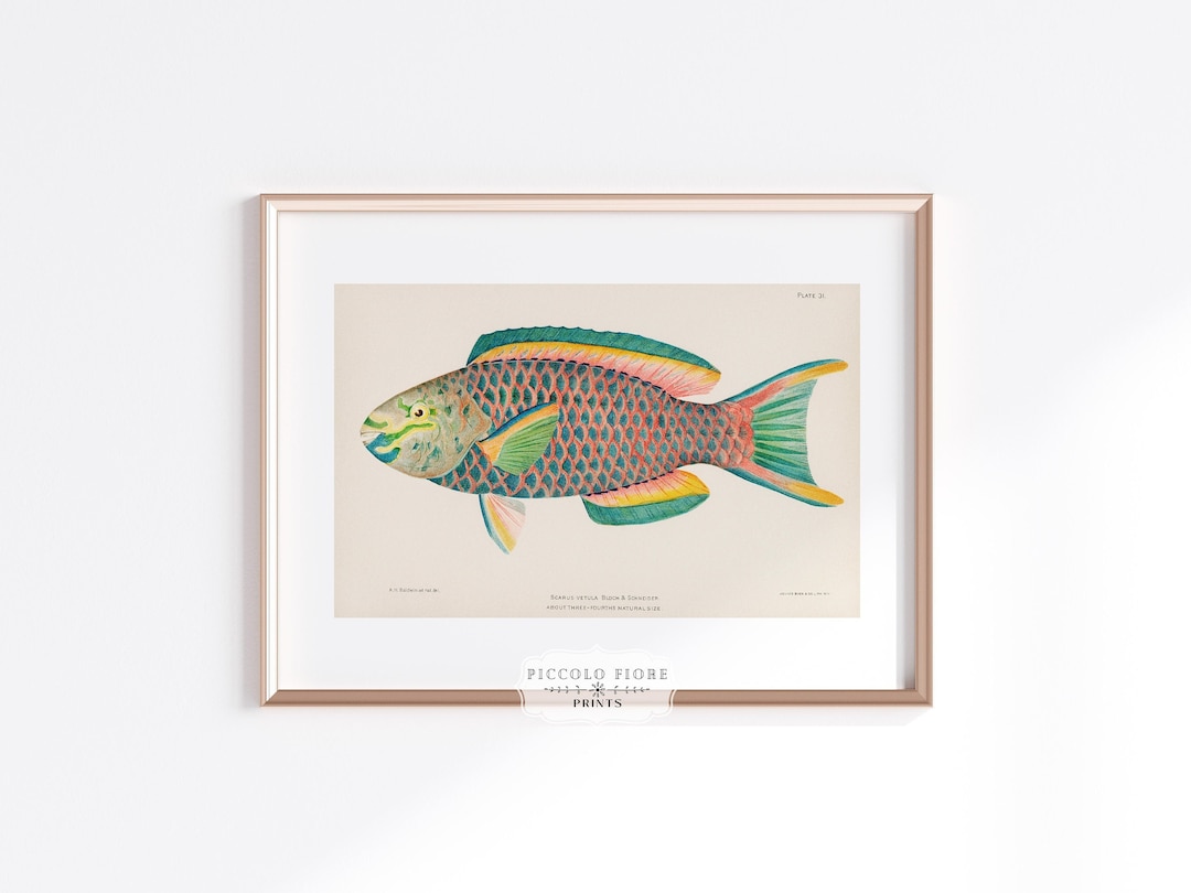 Vintage Fish Wall Art Coastal Home Decor Tropical Fish Art Print Parrot