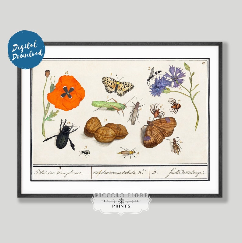 Vintage Natural History Ensemble Insect Butterfly Floral - Etsy