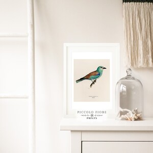 Pode incluir: Uma impress&atilde;o emoldurada de uma ilustra&ccedil;&atilde;o vintage de um p&aacute;ssaro azul e marrom com uma cauda longa, empoleirado em um galho. A impress&atilde;o &eacute; intitulada "Coracias Garrula" e &eacute; de "Piccolo Fiore Prints".