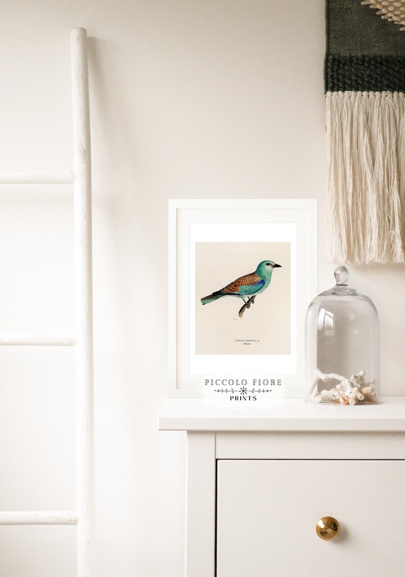 Pode incluir: Uma impress&atilde;o emoldurada de uma ilustra&ccedil;&atilde;o vintage de um p&aacute;ssaro azul e marrom com uma cauda longa, empoleirado em um galho. A impress&atilde;o &eacute; intitulada "Coracias Garrula" e &eacute; de "Piccolo Fiore Prints".