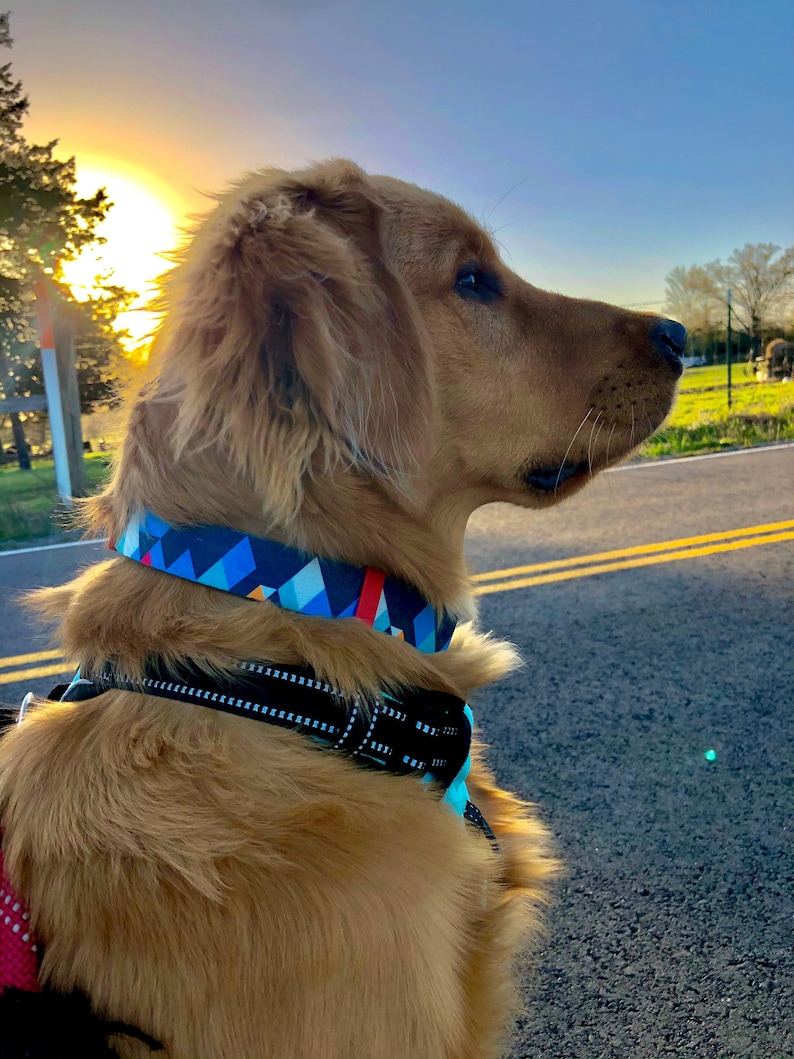Engraved Metal Buckle Dog Collar Geometric design