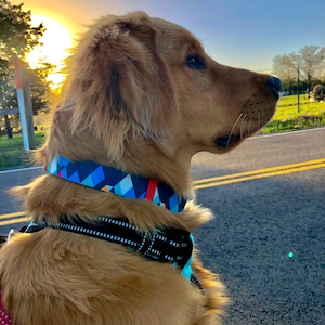 May include: A golden retriever dog wearing a geometric patterned collar and a black harness, set against a backdrop of a road and a sunset. The dog is looking to the right, with the sun setting in the background.