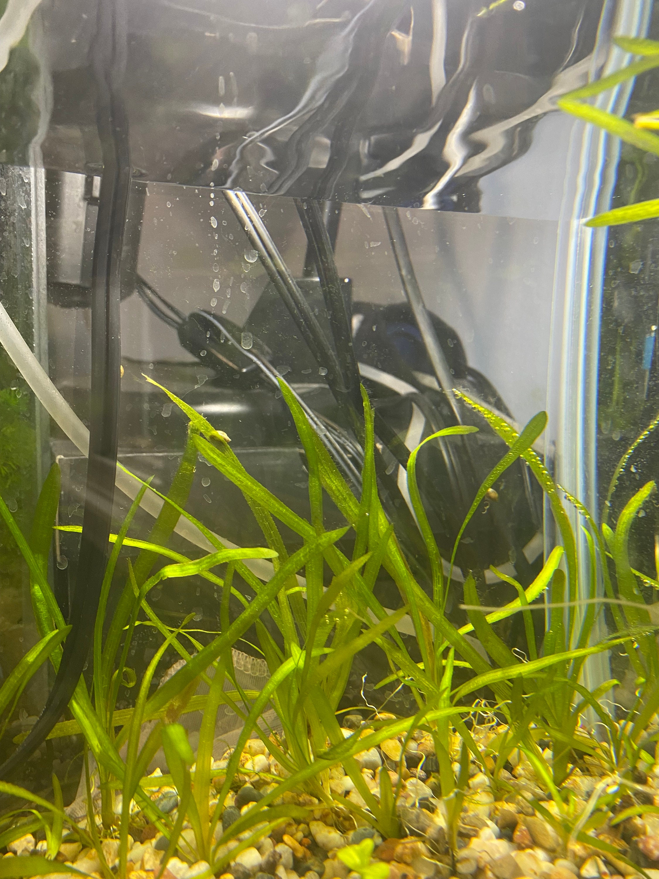 Vallisneria Aquarium plant Etsy