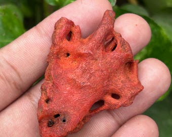 69ct Natural Red Coral Raw Stone: Uncut Mediterranean Gemstone