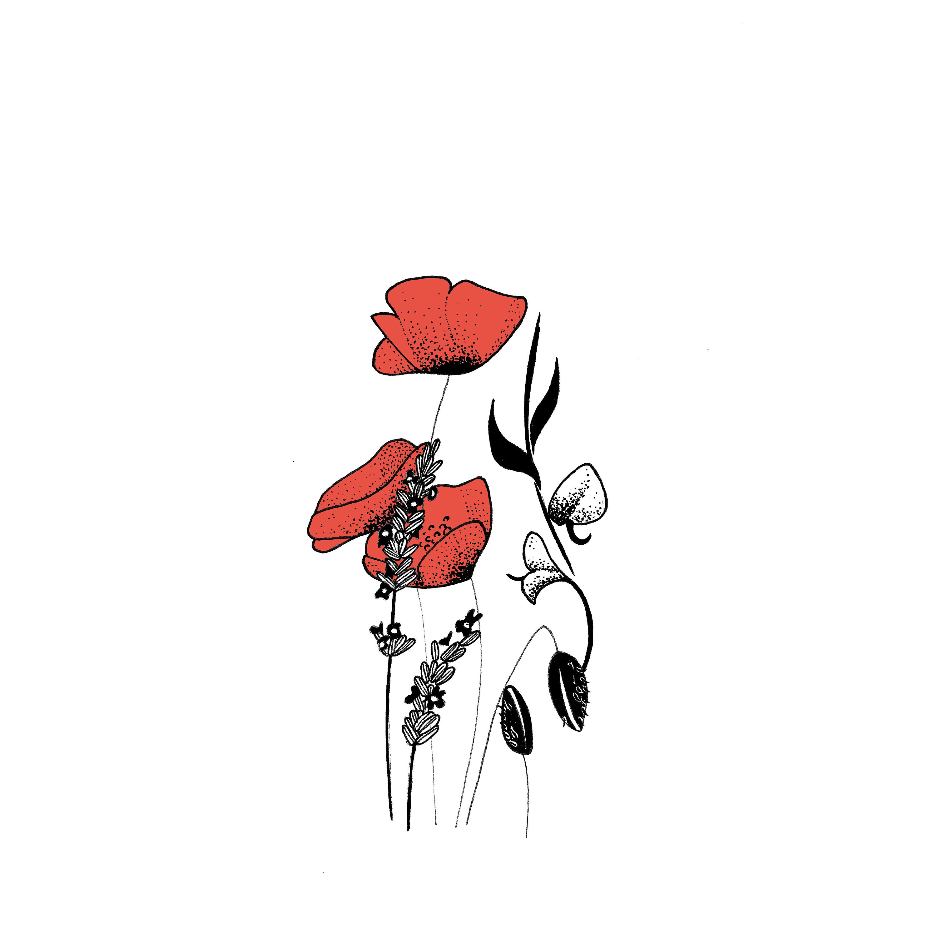 Illustration Dessin Noir, Blanc, Rouge de Coquelicots, Lavandes et Genêts. Dessin Graphique Romantiq