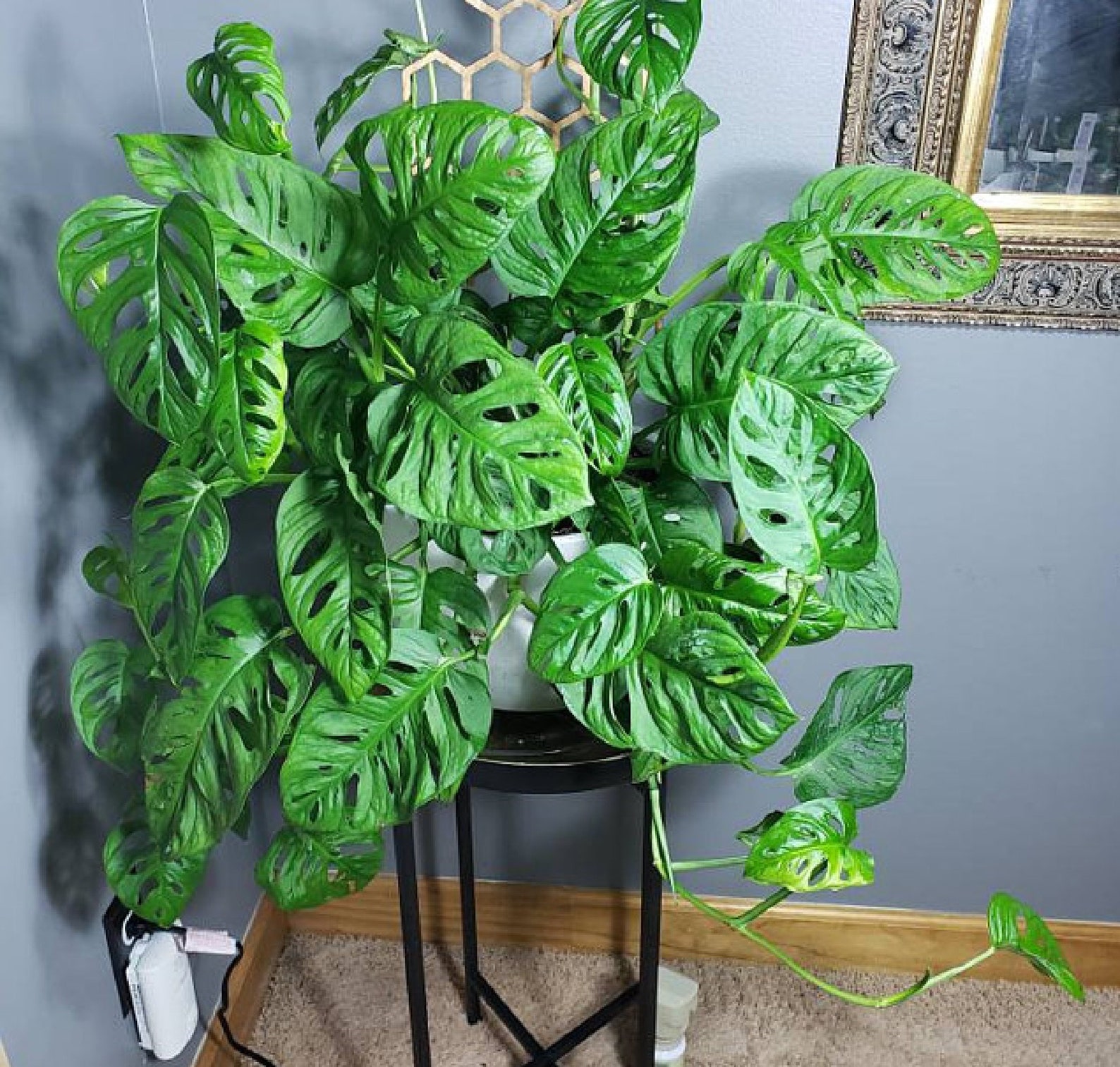 Monstera Adansonii Swiss Cheese Vine Hanging Basket 8 Etsy