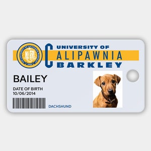 Może przedstawiać: Biała karta identyfikacyjna University of Alipawnia Barkley ze zdjęciem brązowego jamnika o imieniu Bailey. Karta zawiera datę urodzenia 10.06.2014, kod kreskowy i logo uniwersytetu w kolorze złotym i niebieskim.