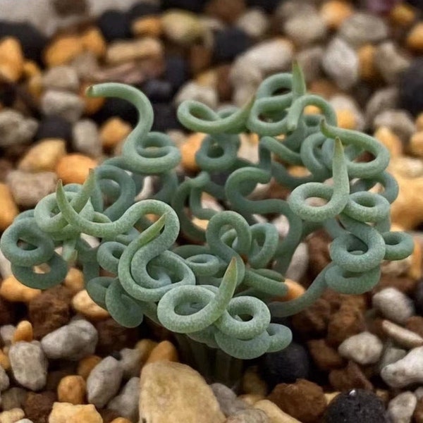 Bulbine Torta, succulente super rare！