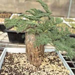 Pelargonium Triste, seltene Caudex Sukkulente