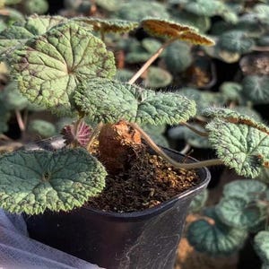 Pelargonium Barklyi l Rare Caudex Succulent l No Leaf
