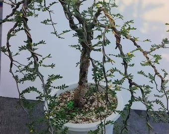 Commiphora monstruosa Seeds | Rare Caudex Tree | Exotic Myrrh Relative | Bonsai & Succulent Tree Seeds