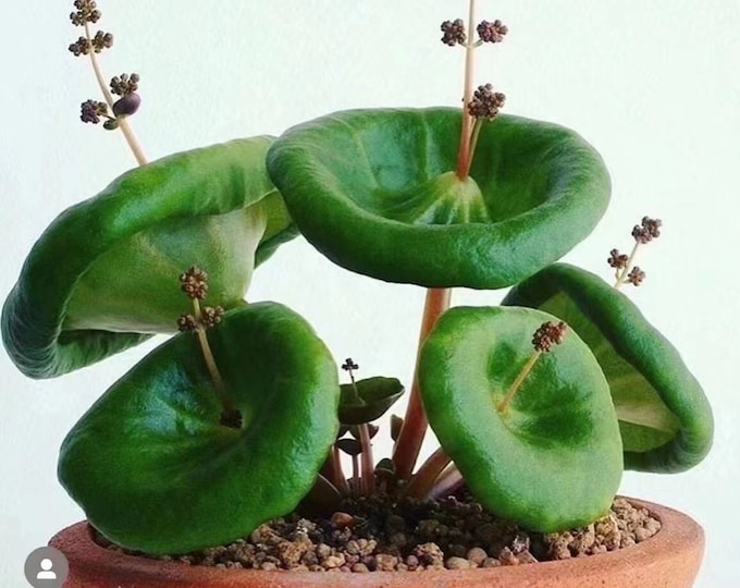 2023new Crassula Umbella 'wine Cup', RARE SUCCULENTS Bulbs without ...