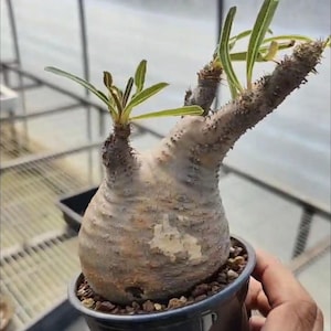 Pachypodium Rosulatum var. Grazilius Caudex SAMEN