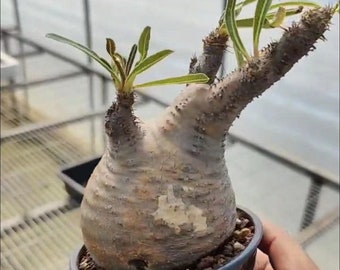 Pachypodium rosulatum caudex