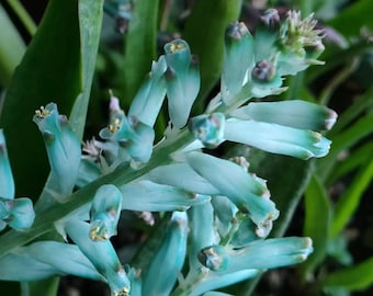 Lachenalia Viridiflora Bulbs