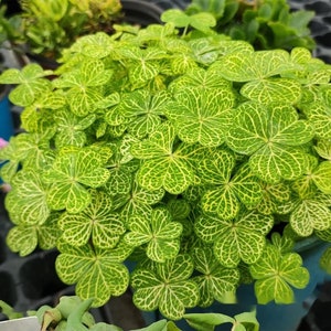Oxalis Corymbosa ’Aureo Reticulata&#39;