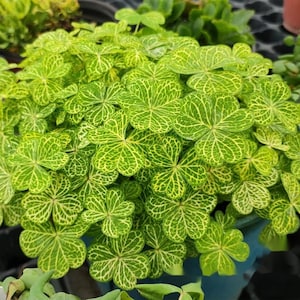Oxalis Corymbosa ’Aureo Reticulata'