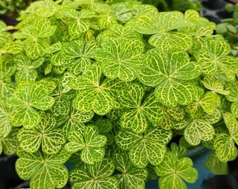 Oxalis corymbosa 'Aureo Reticulata'