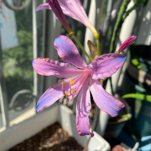 Pink Lady Bulbs Etsy