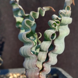 Trachyandra tortilis, super rare succulent！