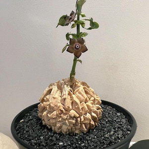 Matelea Cyclophylla (Gonolobus)