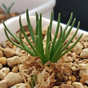 Gethyllis hallii Bulbs – Rare South African Geophyte | Exotic Flowering Bulb | Collector’s Rare Plant