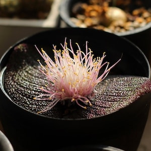 Massonia Pustulata, Rare Succulents