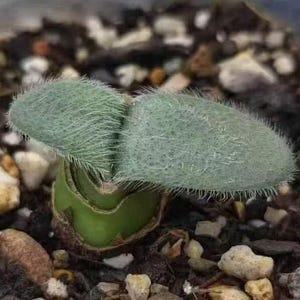 Rare Haemanthus Humilis Bulb – Exotic South African Plant – Ships Dormant Without Leaves
