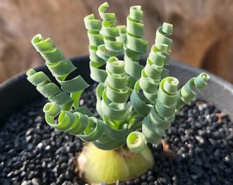 Rare Succulents Albuca Concordiana, Ornithogalum Concodianum