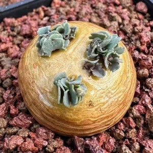 Othonna cacalioides, RARE  CAUDEX  SUCCULENTS