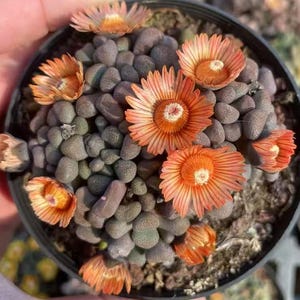 Aloinopsis schooneesii – Seltener Raupenförmiger Sukkulente | Lebende Fettpflanze Bonsai | Caudex Pflanze | Sammler Wohn-Kunst