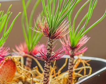 Gethyllis Verticillata,  super rare succulent！