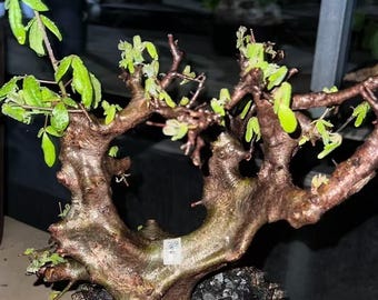 Commiphora mildbraedii Seeds | Rare Caudex Tree | Exotic Myrrh Relative | Bonsai & Arid Tree Seeds