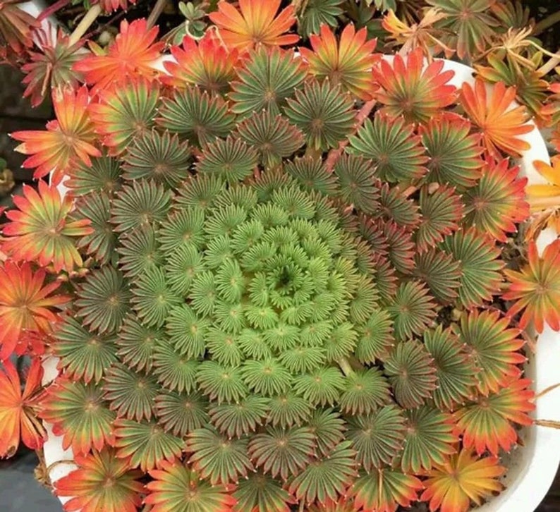 Oxalis palmifrons суккулент