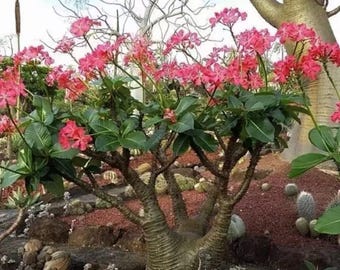 Pachypodium Madagascar Succulent Tree SEED
