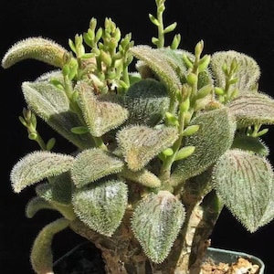 May include: A succulent plant with fuzzy, heart-shaped green leaves featuring fine white hairs along the edges. The plant has a thick, textured, woody-looking base and several upright stems with small, budding green flower spikes.