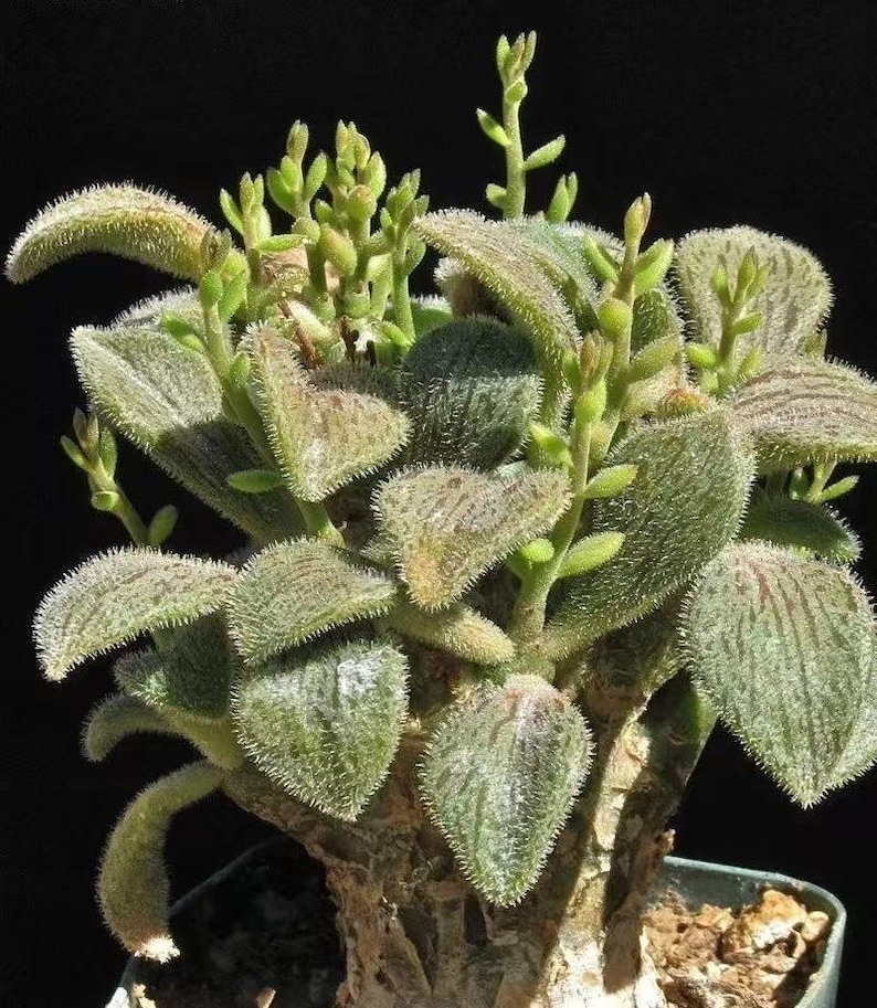May include: A succulent plant with fuzzy, heart-shaped green leaves featuring fine white hairs along the edges. The plant has a thick, textured, woody-looking base and several upright stems with small, budding green flower spikes.