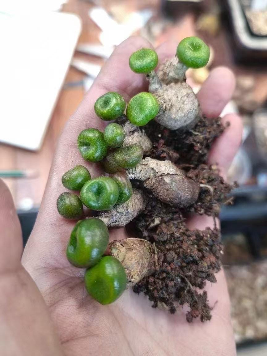 T. Succulent Form × Nizanda T'STROPICALS 27_1080x.jpg?v=1739603104