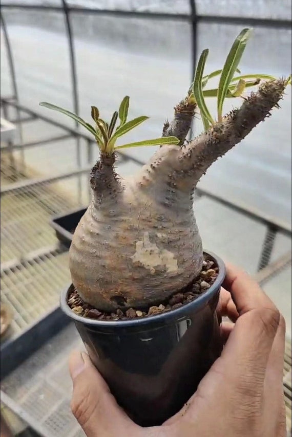 その他 VCD Pachypodium Gracilius Var. MEDICOM TOY VCD Pachypodium Gracilius Var. atmos Animal