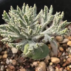 Rare Eriospermum dregei Caudex - Fuzzy Parsley Leaf Succulent - Collector's Plant