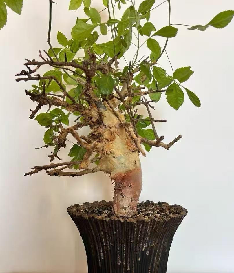 Commiphora Tree - Etsy