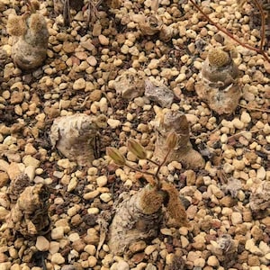 May include: Several bulbous, textured succulent plants with tan and brown tones are embedded in a bed of small, light-colored gravel. Some plants feature small, budding stalks with pointed tips, while others have dried, fibrous tops.