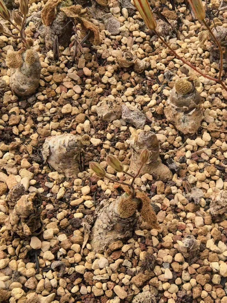 May include: Several bulbous, textured succulent plants with tan and brown tones are embedded in a bed of small, light-colored gravel. Some plants feature small, budding stalks with pointed tips, while others have dried, fibrous tops.