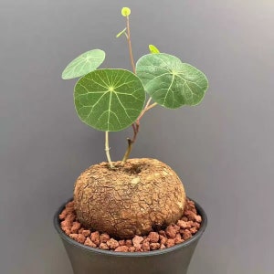 Peut inclure: Une petite plante ronde et brune avec des feuilles rondes vertes dans un pot noir. La plante est posée sur une surface grise.