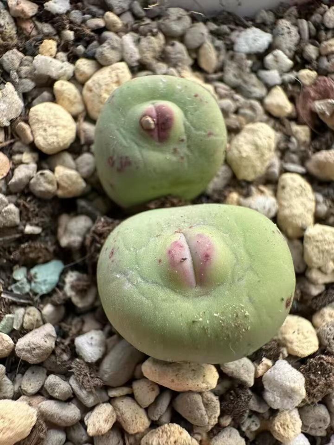 【期間限定特価】 'subrisum' Pageae Conophytum SEEDS Etsy - その他多肉植物
