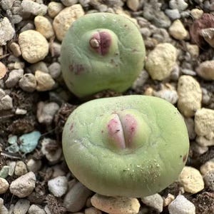 Conophytum pageae - Etsy 日本